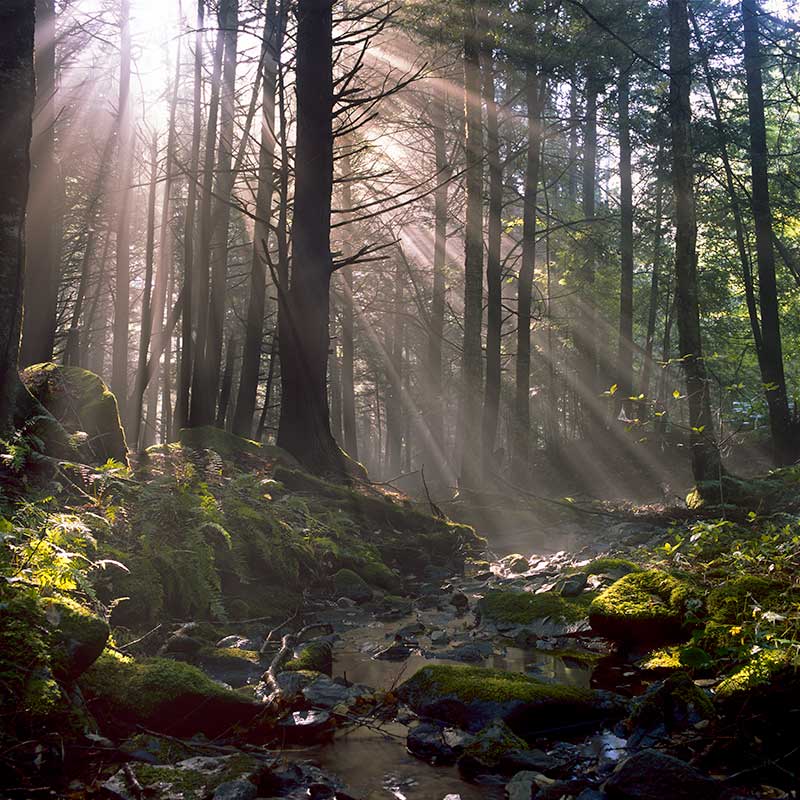 earthdance-massachusetts-dance-community-forgotten-land