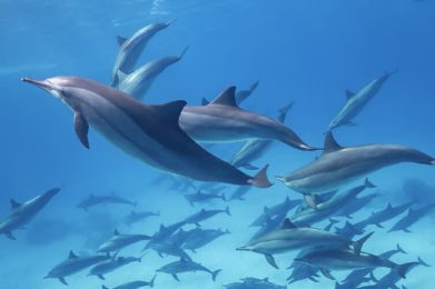 Dolphin-Dance-forgotten-land
