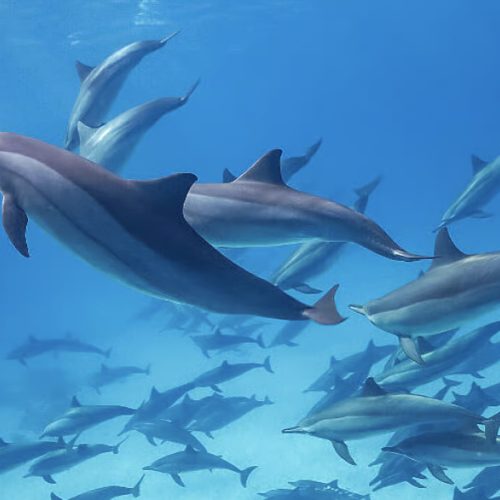 Dolphin-Dance-forgotten-land